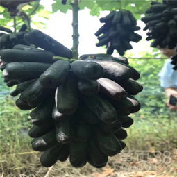 白雞心葡萄苗專業培育基地在陜西種苗指南