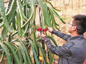 借力楊凌雙交會，南果北種成陜西種苗新寵