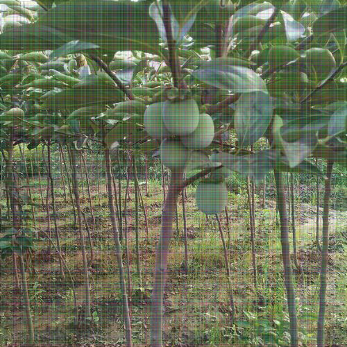 8公分柿子樹 果個大適應性強，陜西種苗的優選品種