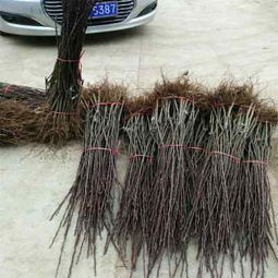 陜西種苗 哈爾濱紅香酥梨樹苗品種齊全，助力果農豐收