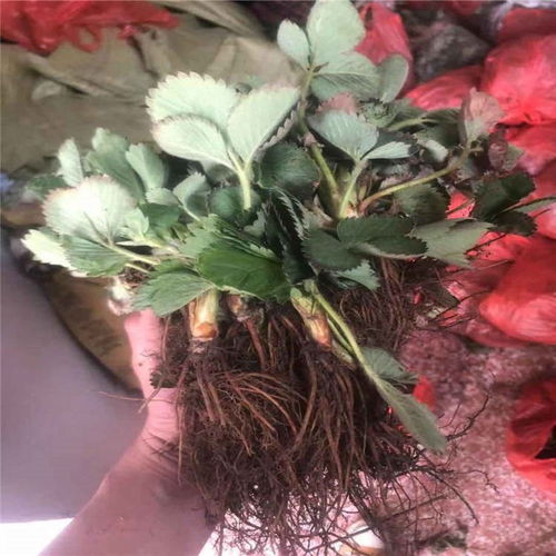 陜西省越麗草莓苗報價表