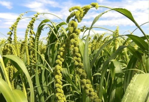 那年愿 陜北佳縣有機(jī)農(nóng)業(yè)的守護(hù)與陜西種苗的健康生活愿景