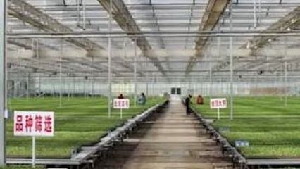 企業(yè)幫扶農(nóng)戶,攜手共奔小康——記陜西種苗大王李林軍的脫貧攻堅(jiān)之路