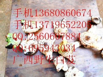 供應(yīng)優(yōu)質(zhì)陜西白及種苗與種子，助力藥材種植產(chǎn)業(yè)發(fā)展