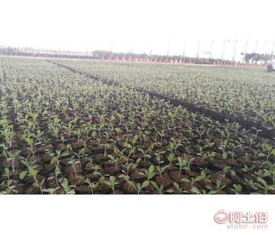 陜西柳葉馬鞭草種苗杯苗容器苗供應(yīng)詳析