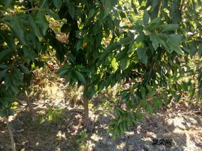 陜西青脆李子苗 優(yōu)質(zhì)產(chǎn)地貨源與種植管理指南