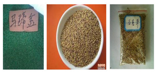 陜西省小葉雞爪槭種子市場(chǎng)概況 價(jià)格、供應(yīng)商與種苗資源探析